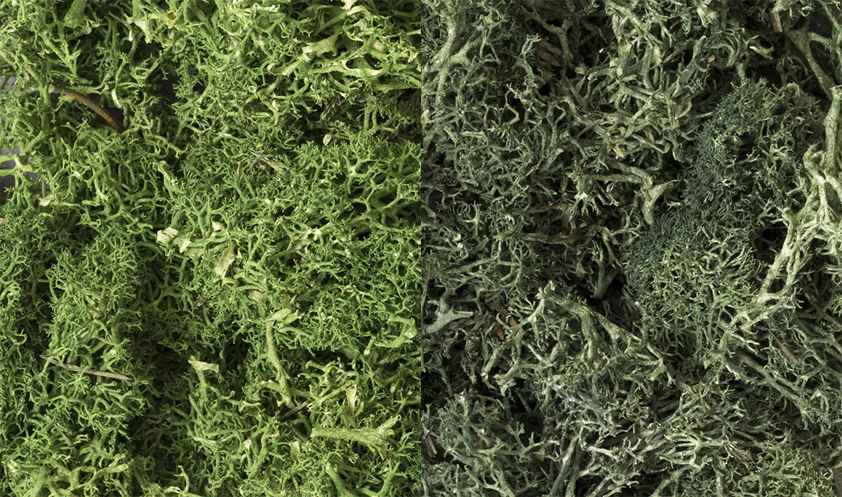 Woodland Scenics 168 - Lichen - Dark Green Mix (173 in3)