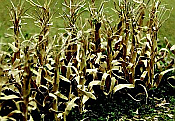 JTT HO 95588 Dried Corn Stalks - 30pc