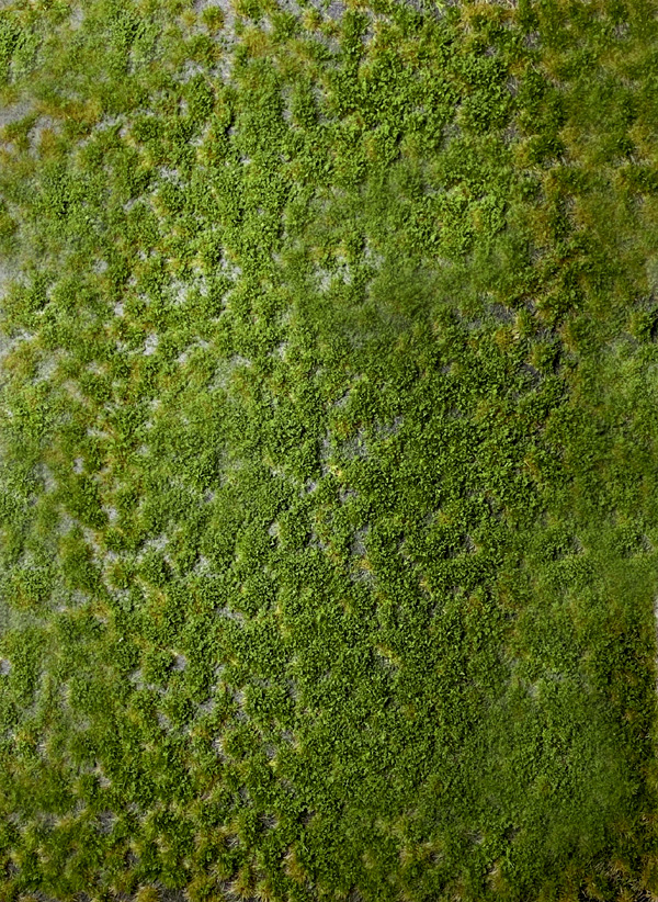 Martin Welberg Scenic Studios WB-PW222 - 2mm Multi-Layered Summer Tufts with Weeds