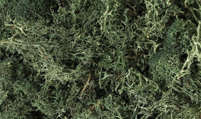 Woodland Scenics 164 - Lichen - 1.5qts 1.4L -- Dark Green