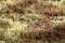 Martin Welberg Scenic Studios WB-M056 - DESERT SWITCHGRASS TYPE "F" MAT 30x21cm