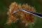 Martin Welberg Scenic Studios WB-P605 - 6mm GOLDEN GRASS TUFTS/SINGLE PACK