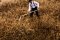 Martin Welberg Scenic Studios WB-SFAG - LOW - AUTUMN GOLD THICKET TYPE "F"