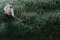 Martin Welberg Scenic Studios WB-SEFG - HIGH - FOREST GREEN THICKET TYPE 'E'