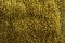 Martin Welberg Scenic Studios WB-SEM - HIGH - MOSS GREEN THICKET TYPE 'E'