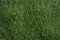 Martin Welberg Scenic Studios WB-SFSG - LOW - SPRING GREEN THICKET TYPE "F"