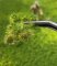 Martin Welberg Scenic Studios WB-PW221 - 2mm Multi-Layered Spring Tufts with Weeds