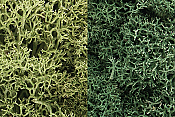 Woodland Scenics 167 Lichen Light Green Mix