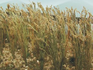 JTT 32508 - HO Wheat - 1" Tall (40/pkg)