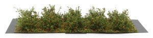 Martin Welberg Scenic Studios WB-SDO - Bushes - Orange - Type D - 2cm-3cm - 10 pcs