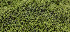 Martin Welberg Scenic Studios WB-SFMG - Bushes, shrubs, medium green - Type F