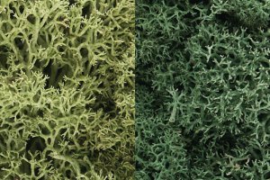 Woodland Scenics 167 Lichen Light Green Mix