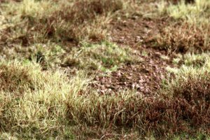 Martin Welberg Scenic Studios WB-M056 - DESERT SWITCHGRASS TYPE "F" MAT 30x21cm