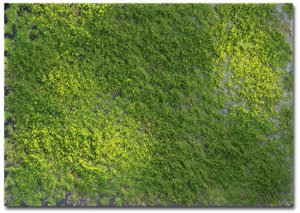 Martin Welberg Scenic Studios WB-PW241 - Layered Tufts - Spring w/ Weeds - 2mm-4mm - 1 Sheet