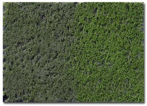 Martin Welberg Scenic Studios WB-PW403 - Tufts - Late Summer w/ Weeds - 4.5 mm - 15cm X 21cm