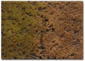 Martin Welberg Scenic Studios WB-PW605 - 6mm GOLDEN SUMMER TUFTS WITH WEEDS/1 SHEET