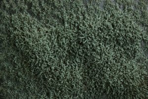 Martin Welberg Scenic Studios WB-SES - HIGH - SAGE GREEN THICKET TYPE 'E'