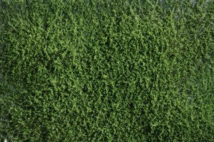 Martin Welberg Scenic Studios WB-SESG - HIGH - SPRING GREEN THICKET TYPE 'E'