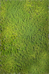 Martin Welberg Scenic Studios WB-PW221 - 2mm Multi-Layered Spring Tufts with Weeds