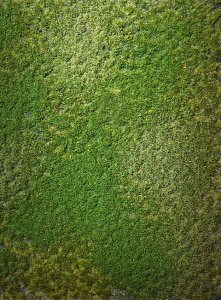 Martin Welberg Scenic Studios WB-PW223 - 2mm Multi-Layered Late Summer Tufts with Weeds