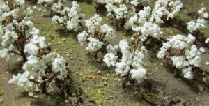 JTT 95590- HO Cotton Plants pkg(40)