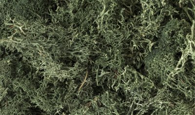 Woodland Scenics 164 - Lichen - Dark Green (86.6 in3)