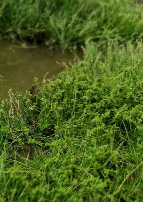 Martin Welberg Scenic Studios WB-SALG - Bushes - Light Green - Type A - 2cm-3cm - 10 pcs