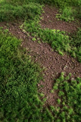 Martin Welberg Scenic Studios WB-M052 - Forest Floor - Summer - Type B - 30cm X 21cm