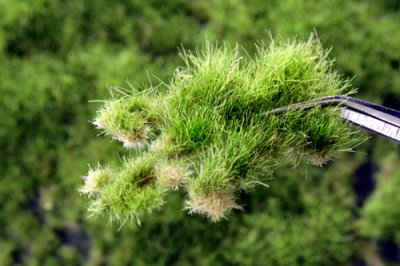 Martin Welberg Scenic Studios WB-P262 - Layered Tufts - Summer - 2mm-6mm