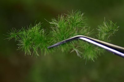 Martin Welberg Scenic Studios MB-P602 - Tufts - Summer - 6mm
