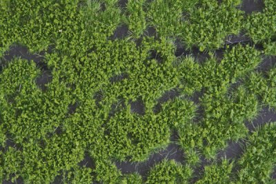 Martin Welberg Scenic Studios MB-PW202 - Tufts - Summer w/ Weeds - 2mm