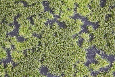 Martin Welberg Scenic Studios MB-PW203 - Tufts - Late Summer w/ Weeds - 2mm