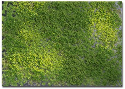 Martin Welberg Scenic Studios WB-PW241 - Layered Tufts - Spring w/ Weeds - 2mm-4mm - 1 Sheet