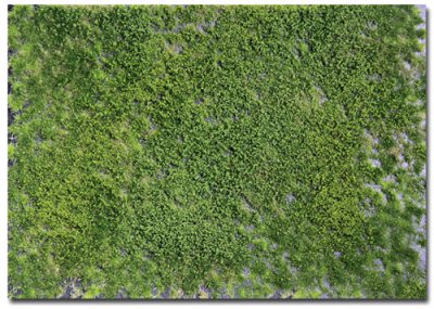 Martin Welberg Scenic Studios WB-PW242 - Layered Tufts - Summer w/ Weeds - 2mm-4mm