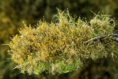 Martin Welberg Scenic Studios WB-PW264 - Layered Tufts - Fall w/ Weeds - 2mm-4mm