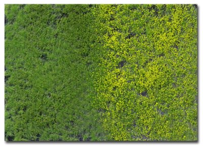 Martin Welberg Scenic Studios WB-PW401 - Tufts - Spring w/ Weeds - 4.5mm