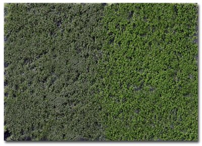 Martin Welberg Scenic Studios WB-PW403 - Tufts - Late Summer w/ Weeds - 4.5 mm - 15cm X 21cm