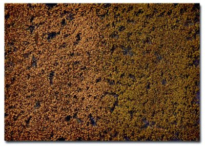 Martin Welberg Scenic Studios MB-PW405 - Tufts - Golden Summer w/ Weeds - 4.5 mm