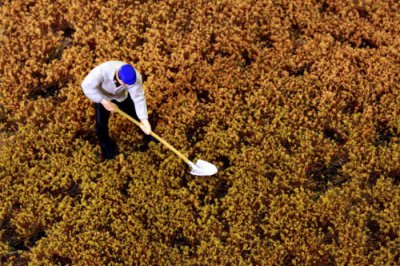 Martin Welberg Scenic Studios MB-PW405 - Tufts - Golden Summer w/ Weeds - 4.5 mm