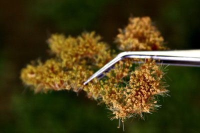 Martin Welberg Scenic Studios MB-PW405 - Tufts - Golden Summer w/ Weeds - 4.5 mm