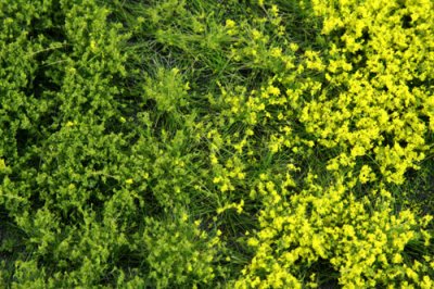 Martin Welberg Scenic Studios MB-PW601 - Tufts - Spring w/ Weeds - 6mm - Multi-Pak