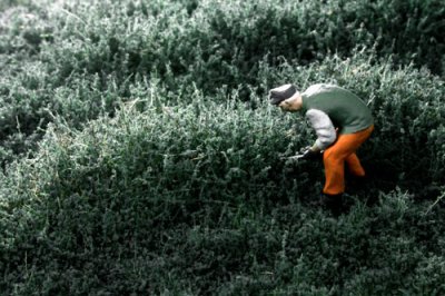 Martin Welberg Scenic Studios WB-SES - HIGH - SAGE GREEN THICKET TYPE 'E'