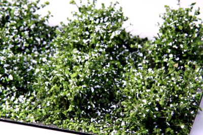 Martin Welberg Scenic Studios WB-SDW - Bushes - White - Low - Type D - 10 pcs - 2cm-3cm