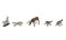 Woodland Scenics 1942 - HO Scenic Accents - Wildlife Standoff (6pcs)