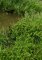 Martin Welberg Scenic Studios WB-SALG - Bushes - Light Green - Type A - 2cm-3cm - 10 pcs