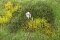 Martin Welberg Scenic Studios WB-M041 - Wild Shubbery - Spring - Type A - 30cm X 21cm