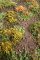 Martin Welberg Scenic Studios WB-M054 - Forest Floor - Early Fall - Type D - 30cm X 21cm