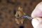 Martin Welberg Scenic Studios WB-P205 - Tufts - Golden Summer - 2mm