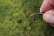 Martin Welberg Scenic Studios WB-P242 - Layered Tufts - Summer - 2mm-4mm - 1 Sheet