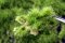 Martin Welberg Scenic Studios WB-P262 - Layered Tufts - Summer - 2mm-6mm